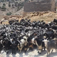 دویست راس بز وکل وبزغاله نژاد ترکی بفروش می‌رسد