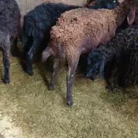 بره نر