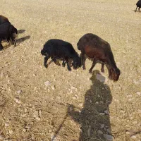 گوسفند بره دار
