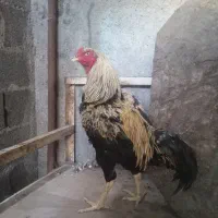 خروس لاری