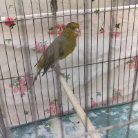 قناری نر سبز کشیده
