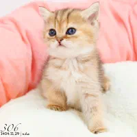 میوشاپ(گربه اسکاتیش/بریتیش/پرشین)