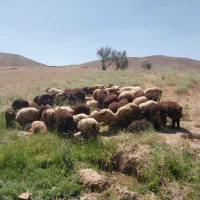 بره