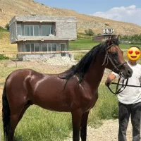 دوتا نریان آس