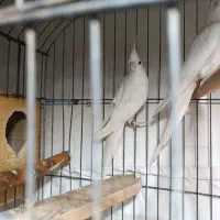 عروس هلندی آلبینو ماده آبپخش