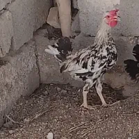 مرغ و خروس  شهر دارخوین