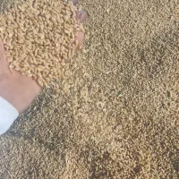 گندم درجه یک