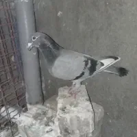 کفتر|پرنده|تایباد, |دیوار