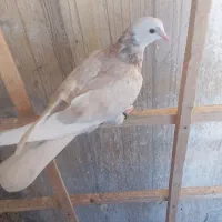 جوجه کفتر  پرشی عطیقه هما سرور