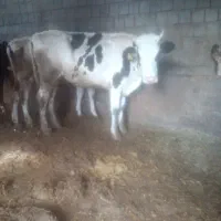 گاوشیری ۲ماه بهر گرفته