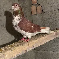 کبوتر نر گرگی رفته 500 میدم