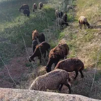 ۱۰راس گوسفند پیر برای چراندن ب شرط سالم نقدکارت کش