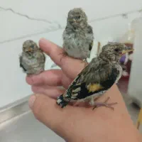 سه عدد جوجه سهره شاه تخم