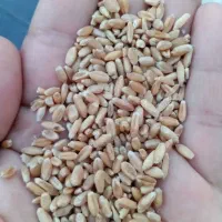 گندم بزر