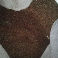 بذر یونجه