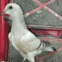 کفتر یا کبوتر شامی