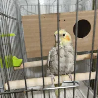 عروس هلندی ماده