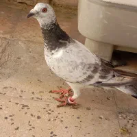 ماده گوره سبز