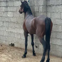 اسب درجه یک اث گیلان