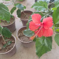 گلهای مناسب تراس و حیاط