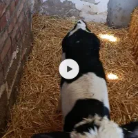 گاو هلشیتاین با گوساله نر سیمینتال