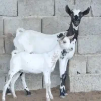بز باکهره ماده