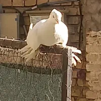 کبوتر راعبی یا رواعب