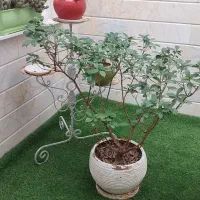 بونسای باقد یک متر