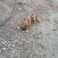 سگ.|سگ|جره و بالاده, |دیوار