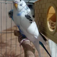مرغ عشق