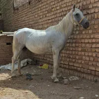 مادیان کرد سردمگیر