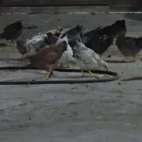 مرغ گلپایگانی ۴ ماه