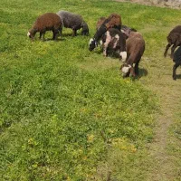 گوسفند زنده ارزان