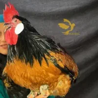 مرغ و خروس زینتی ورورک ور ورک