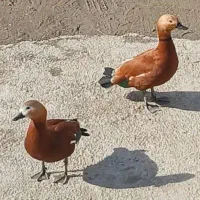 یک جفت اردک حنایی
