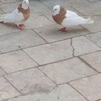 کفتر ساده و سینه و طوقی جفگا و پرشی