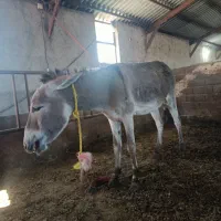 خر کور