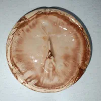زیر سیگاری