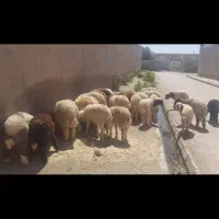 بره نر وماده گوسفند بز