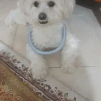 پت خانگی