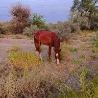 اسب
