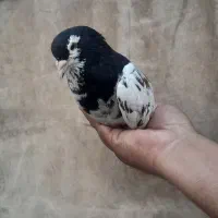 کبوتر
