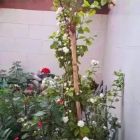 گل یاس رازقی عمامه ای