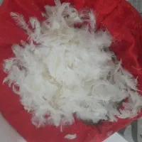 بالشتک پر نو تمیز