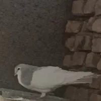 خال آبی چپ سبز نر