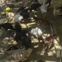 مرغ و خروس لاری