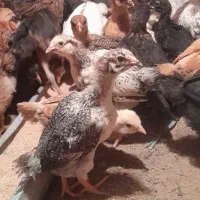 جوجه رسمی سالم سرحال در حسام اباد