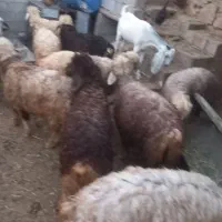 بره نر و ماده