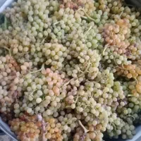 فروش انگوره شیره ای