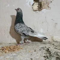 کبوتر پرشی